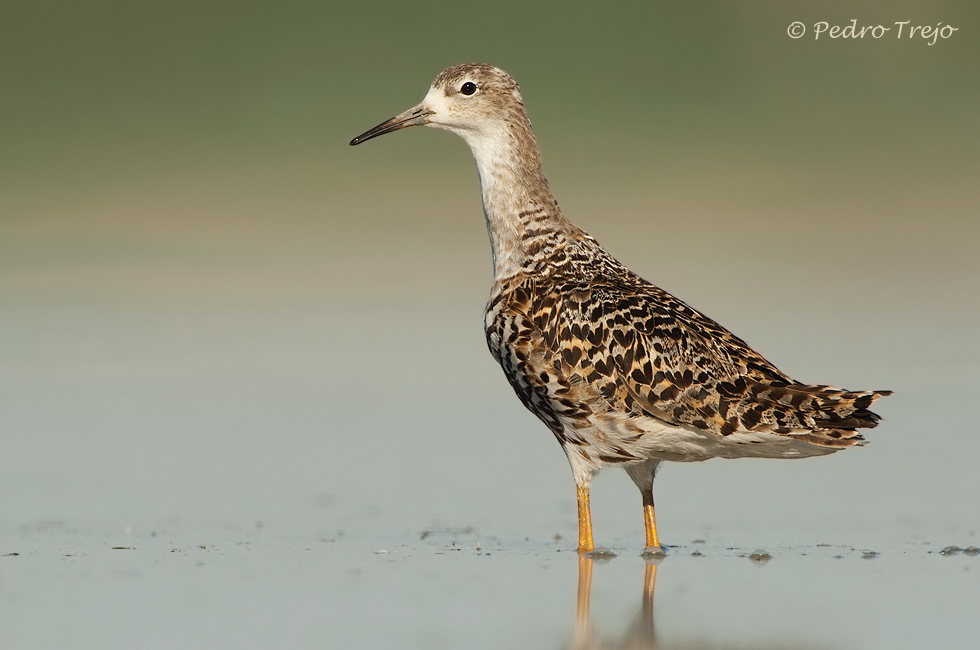 Conbatiente (Philomachus pugnax)